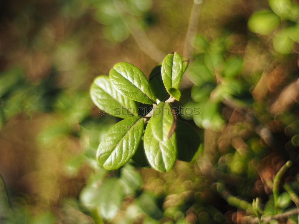 Similar – Image, Stock Photo 0815 AST | ranking Plant