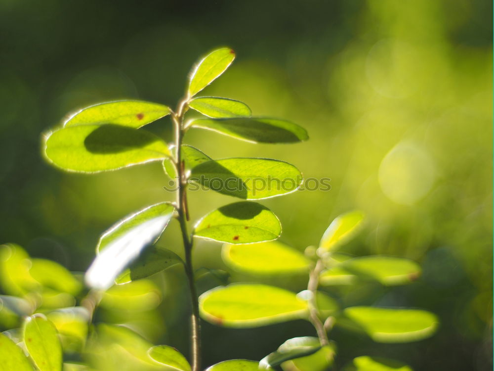 Similar – Image, Stock Photo Backlit Fresh Green Tree Leaves In Summer