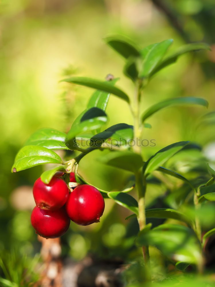 Similar – Image, Stock Photo Closeup of ripe red cherry berries on tree among green leaves