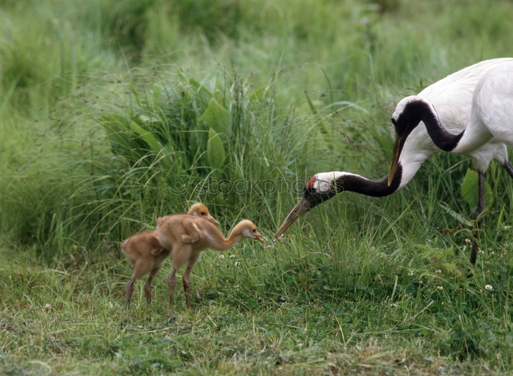 Similar – Image, Stock Photo Mama watches Animal