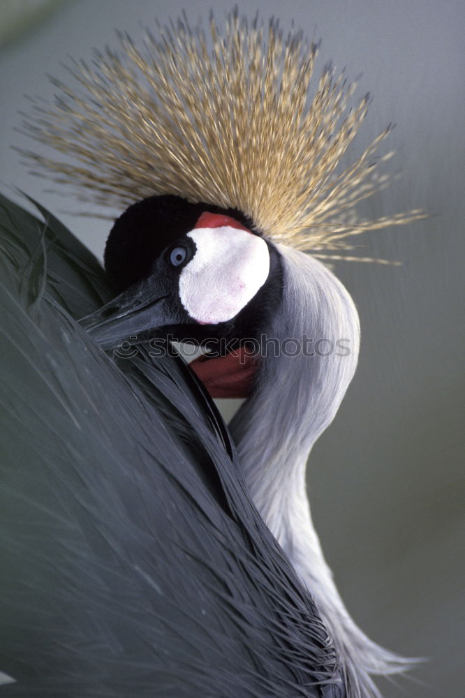 Similar – Image, Stock Photo suspicion Bird Zoo