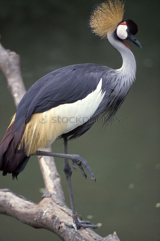 Similar – Image, Stock Photo King of the birds Bird Zoo