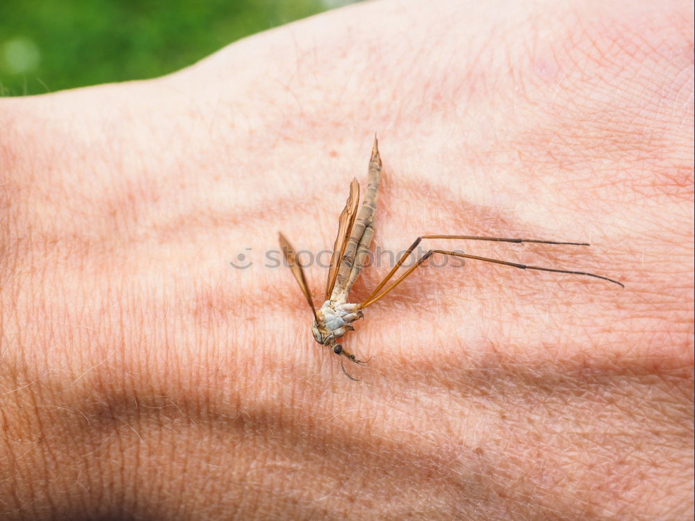 Image, Stock Photo killed mosquito Mosquitos