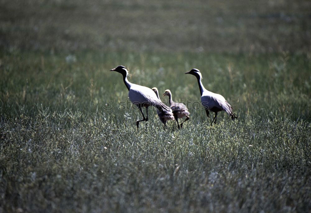 Similar – cleaning day Field Animal