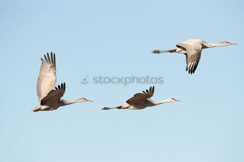 Similar – Away. ästhetisch Vogel