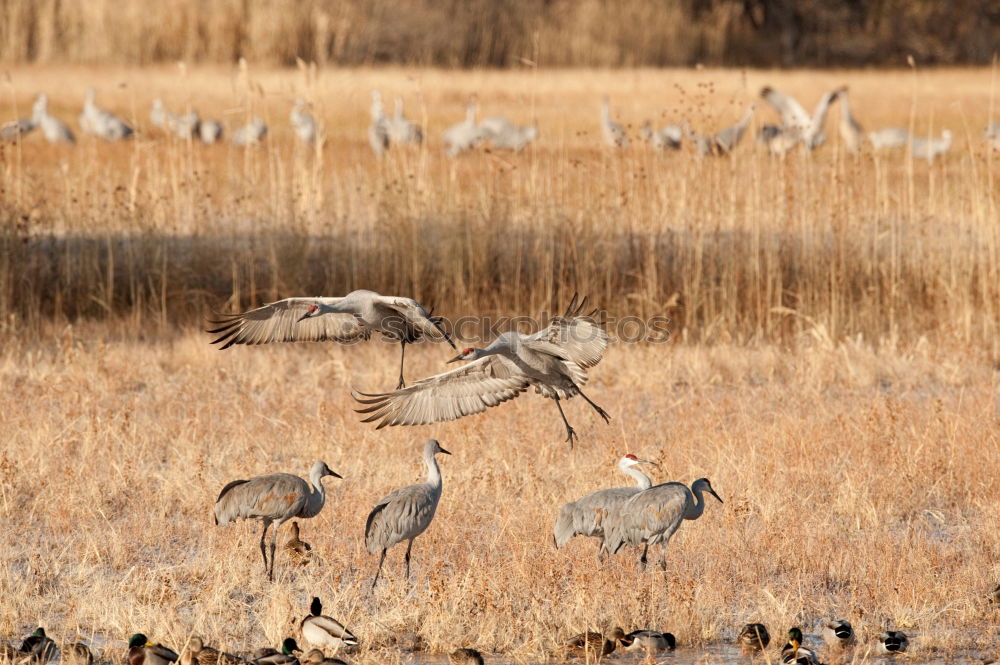 Similar – cleaning day Field Animal