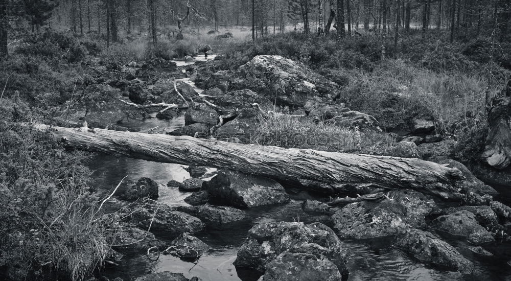 Similar – Foto Bild Im Wald da sind die Räuber