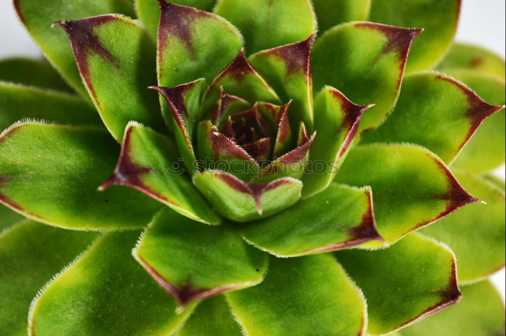 Similar – Image, Stock Photo sempervivum Environment