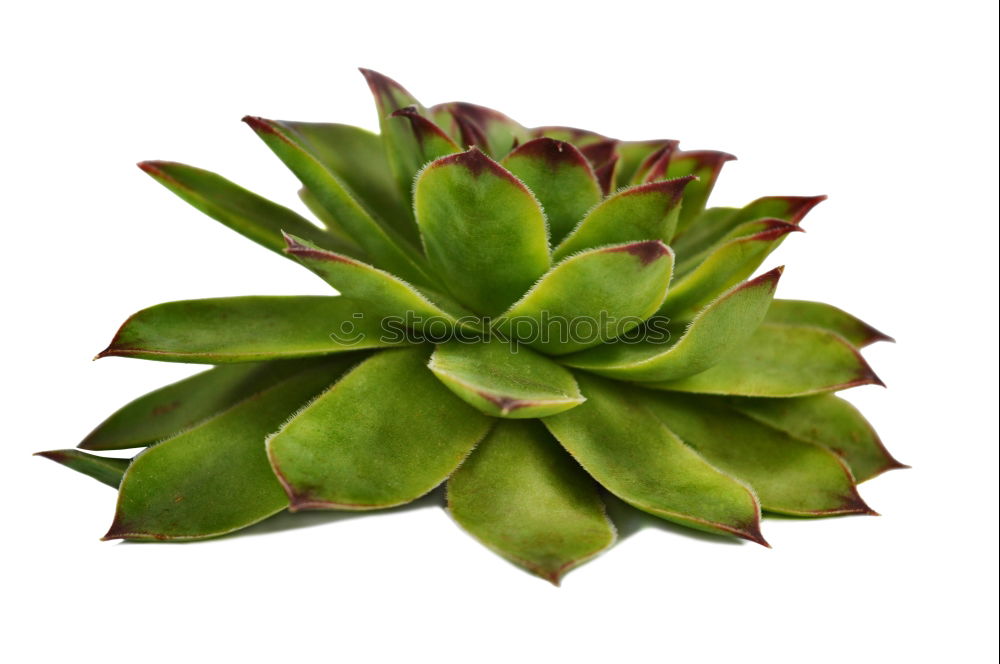 Similar – Image, Stock Photo sempervivum Environment