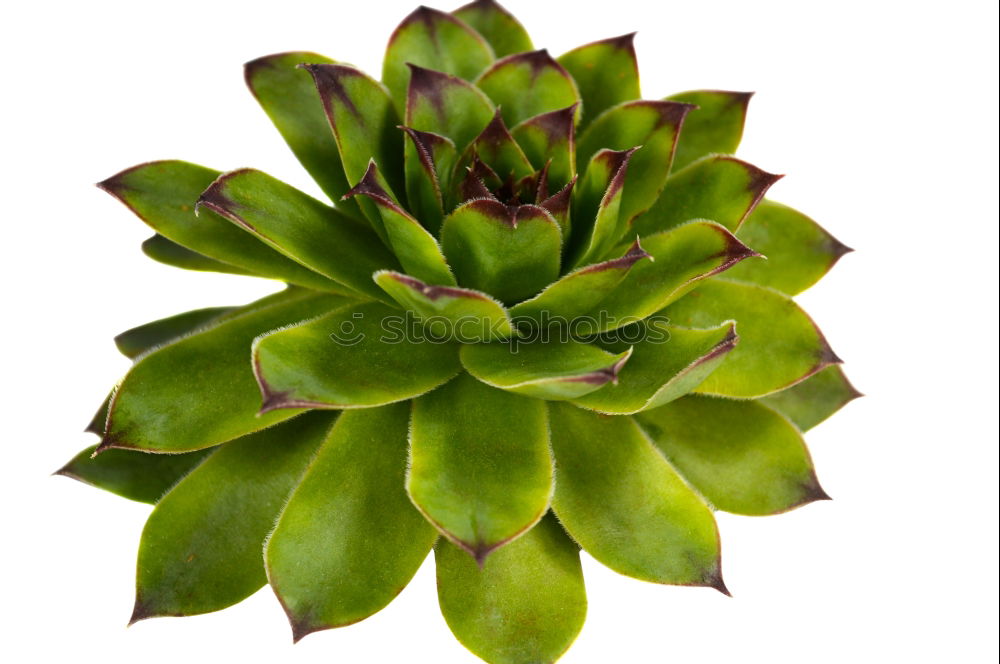 Similar – Image, Stock Photo sempervivum Environment