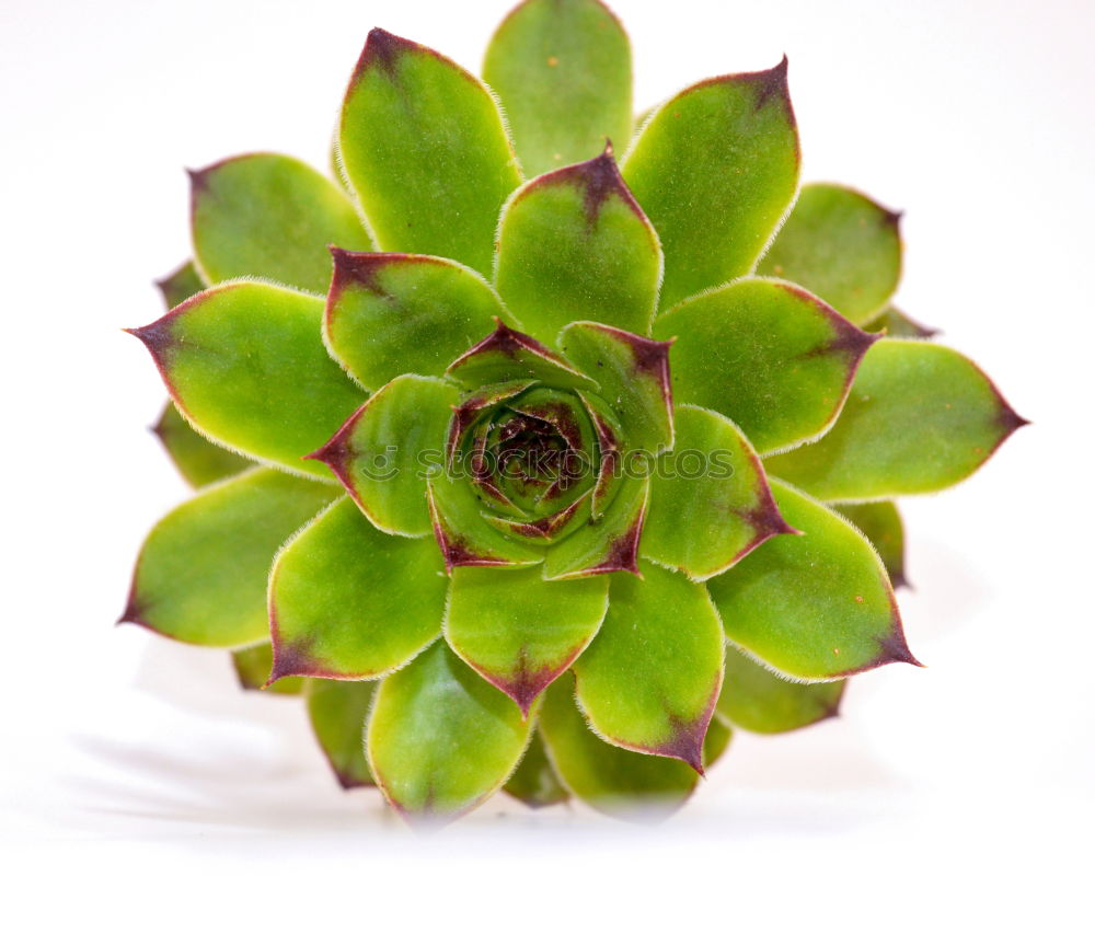 Similar – Image, Stock Photo sempervivum Environment