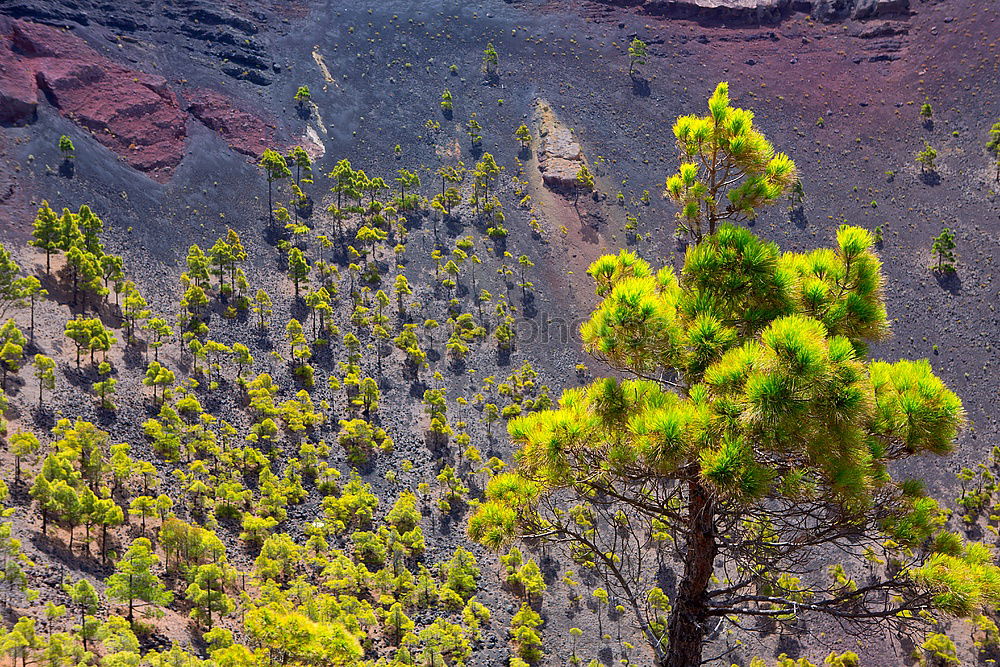 Similar – Kings Canyon Gorge from above. Northern Territory. Australia. With green trees and red rocks.