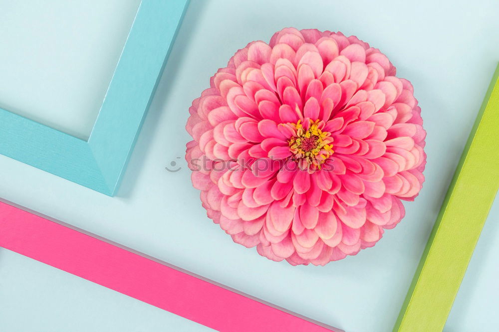 Image, Stock Photo Female office work area with flowers and office supplies