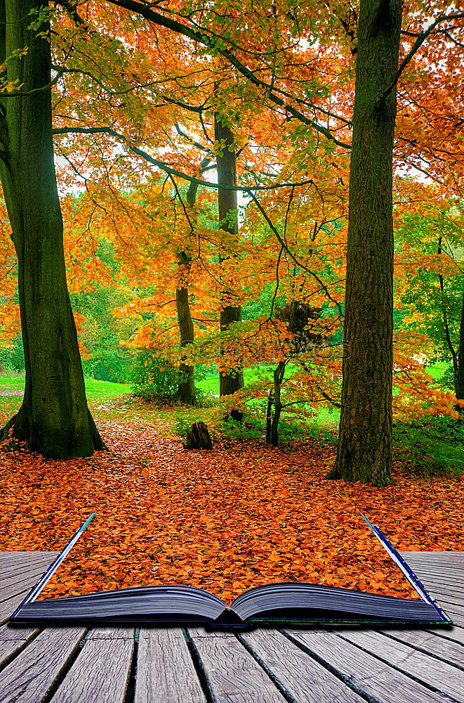 Similar – Image, Stock Photo Pathway and a bench in an autumn forest