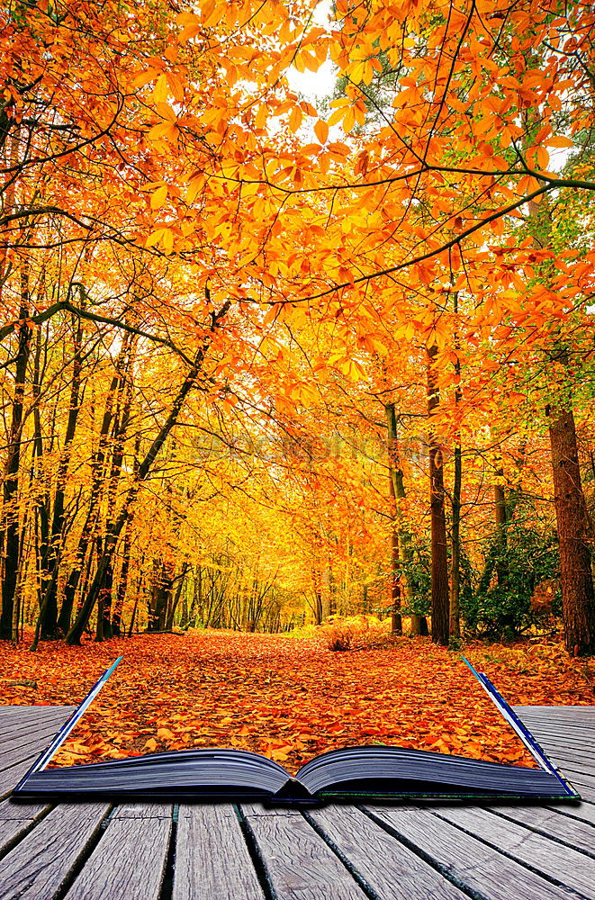 Similar – Cross with autumnal leaves in the background