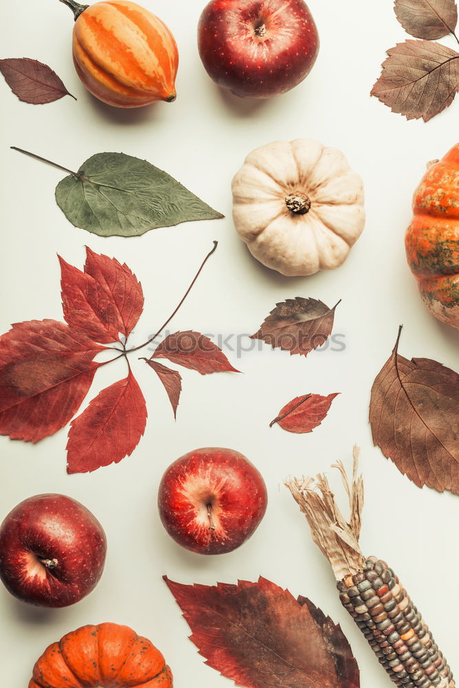 Autumn composing with colorful pumpkin