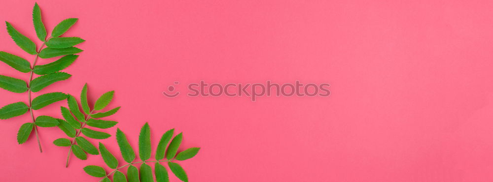 Similar – Image, Stock Photo turmeric Food