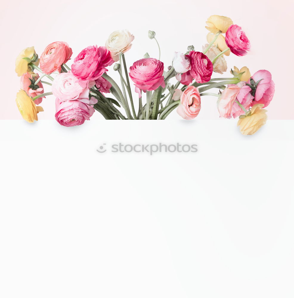 Similar – pink hydrangea flowers with watering can on wooden table