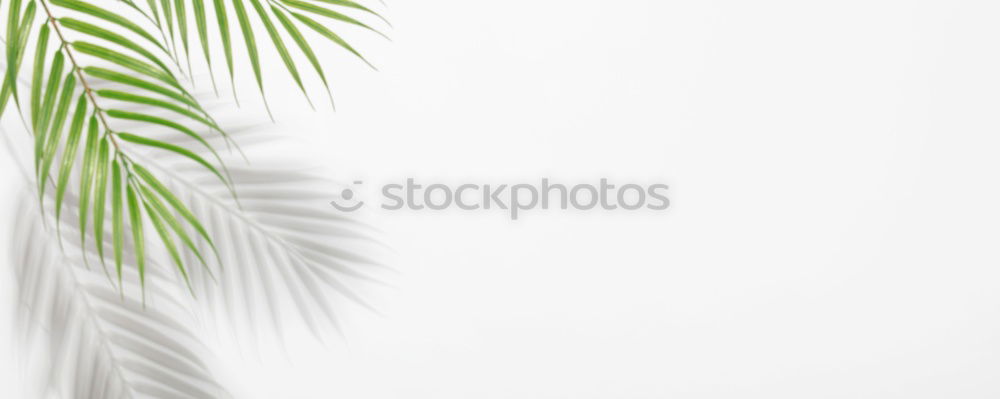 Similar – Image, Stock Photo Palma de platta