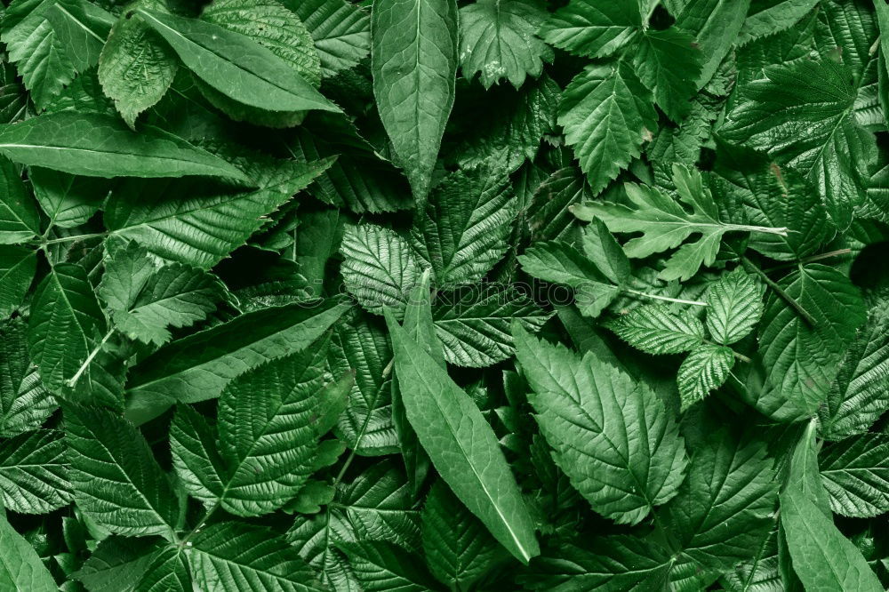 Similar – Image, Stock Photo hosta leaves close up in summer garden