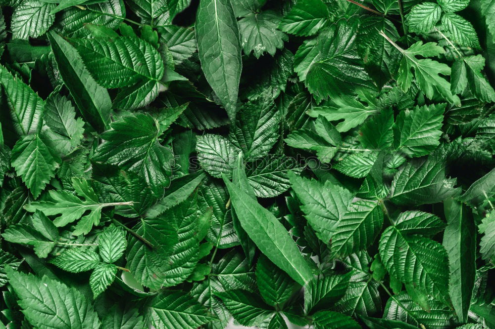 Similar – Image, Stock Photo hosta leaves close up in summer garden