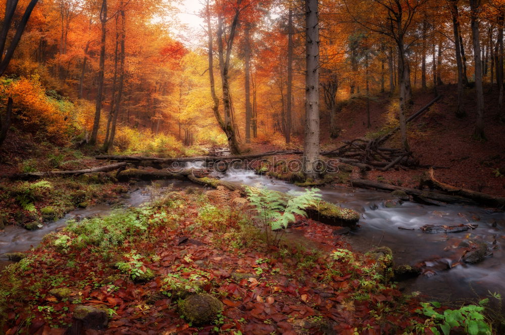 Similar – Misty lake shore and autumn woods