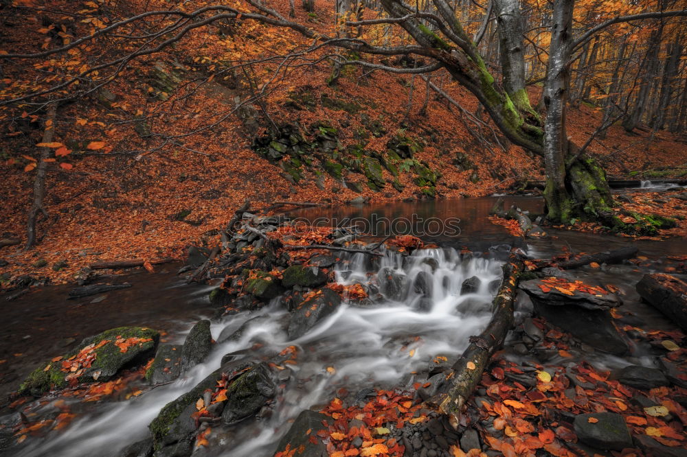 autumn forest Environment