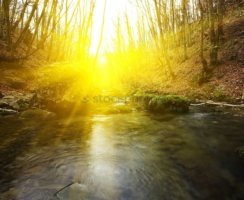 Image, Stock Photo Sunbeams in the forest on a brook