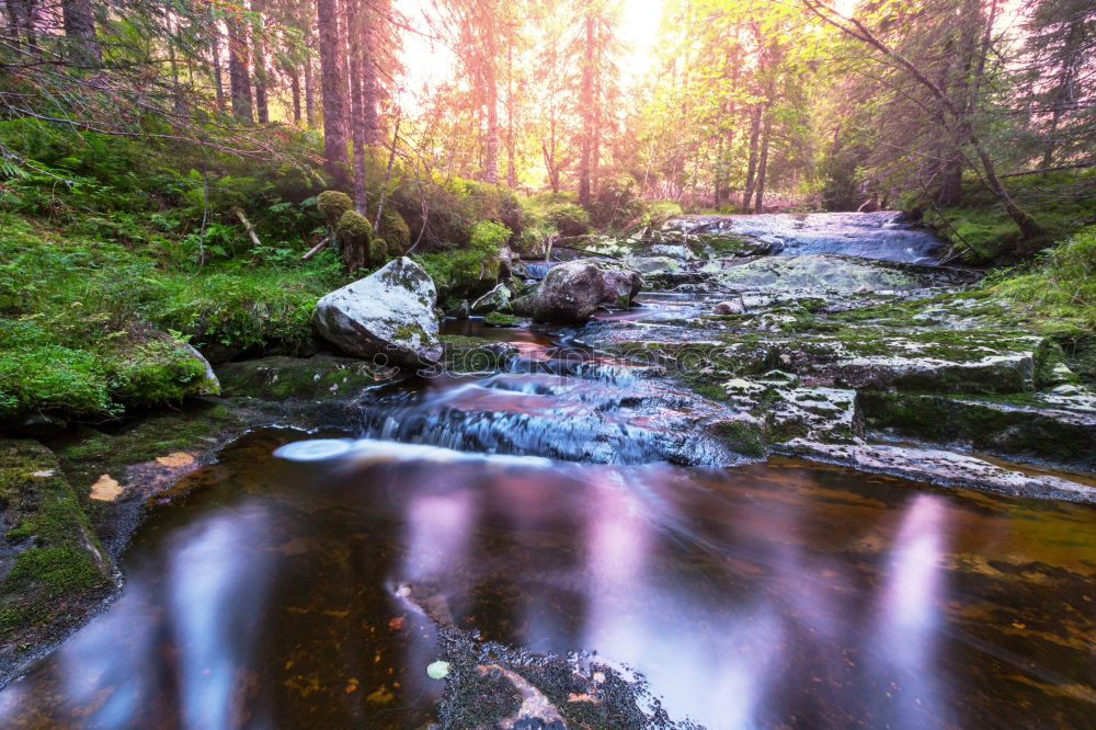 Similar – Romantic bridge in the forest