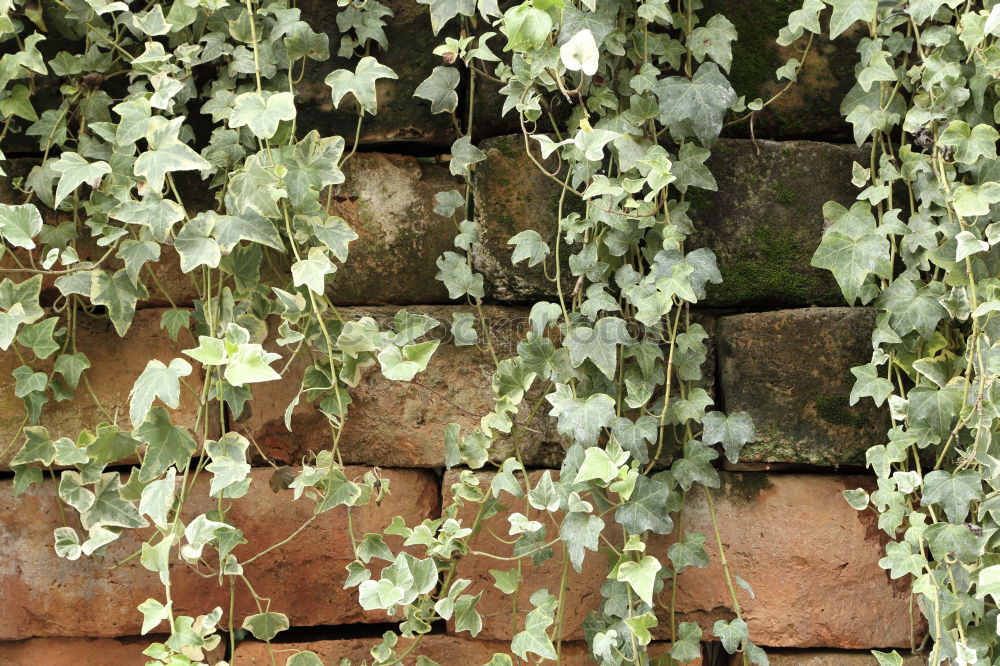 Similar – Image, Stock Photo .climbing wall.