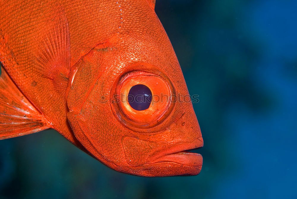 Similar – Blubbed out Fish head