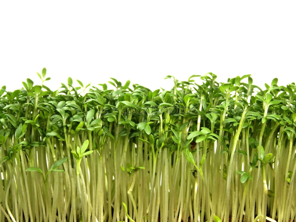 Similar – cress forest Cress Grass