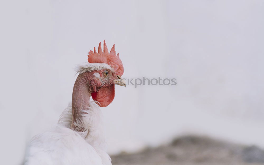 Image, Stock Photo Look me in the eye Little Chicken