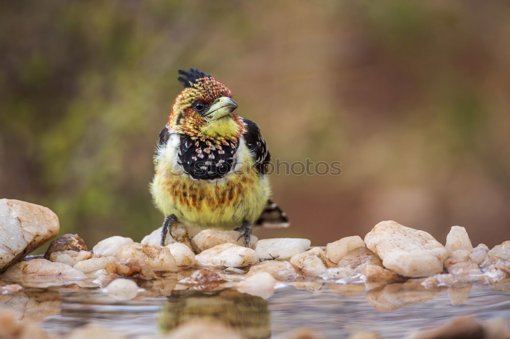 Similar – with gold mouth Animal