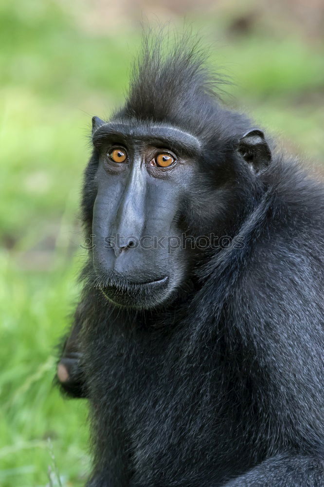 Similar – Image, Stock Photo Monkey in portrait from the side