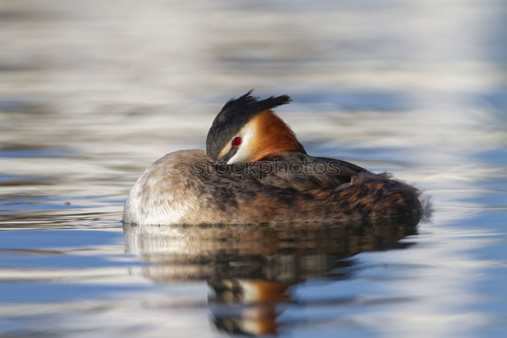 Similar – Mirror, mirror Nature