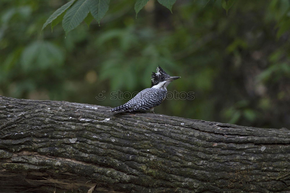 Similar – Image, Stock Photo Blackbird-female-direct-in-front-camera-and-chick trio-IMG_2267