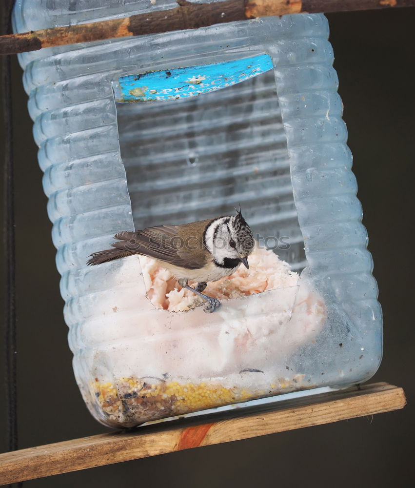 Similar – Foto Bild Hafen-Ente Farbfoto