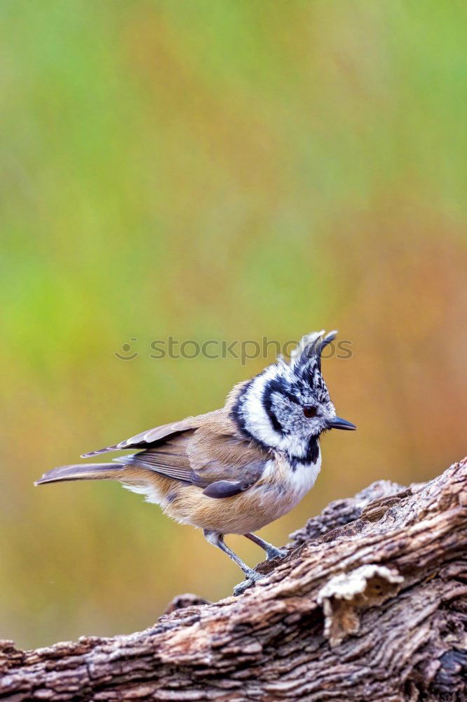 Similar – Image, Stock Photo beautiful garden bird at feeder