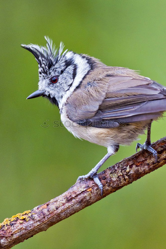 Similar – crested tit perched on small twig