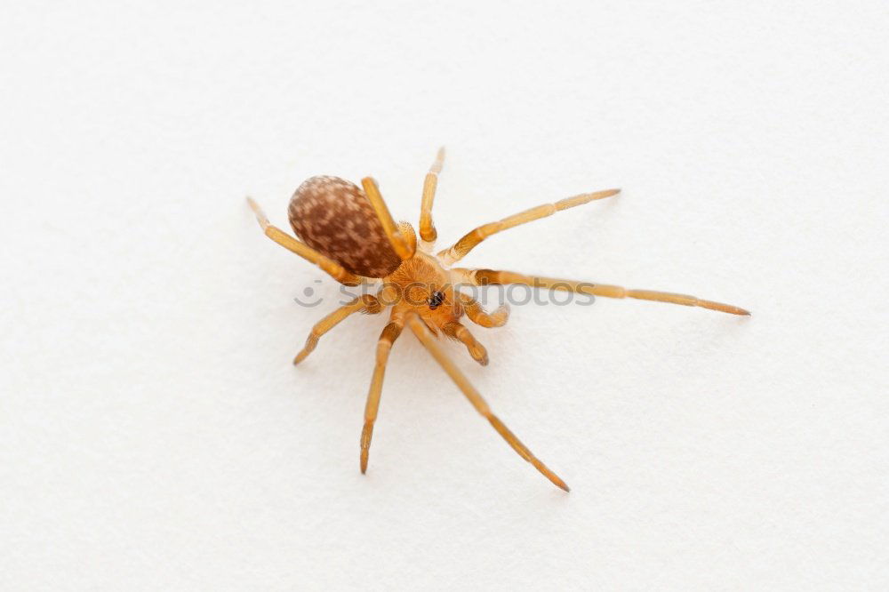 Similar – Hausspinne Spinne Ekel