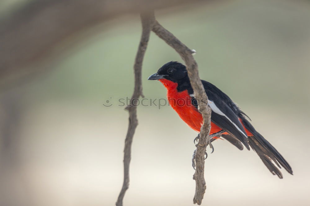 Similar – Image, Stock Photo A colorful Superb Starling in Tanzania