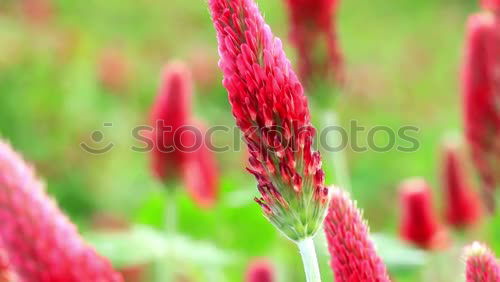 Similar – Image, Stock Photo meadow Meadow Red Grass