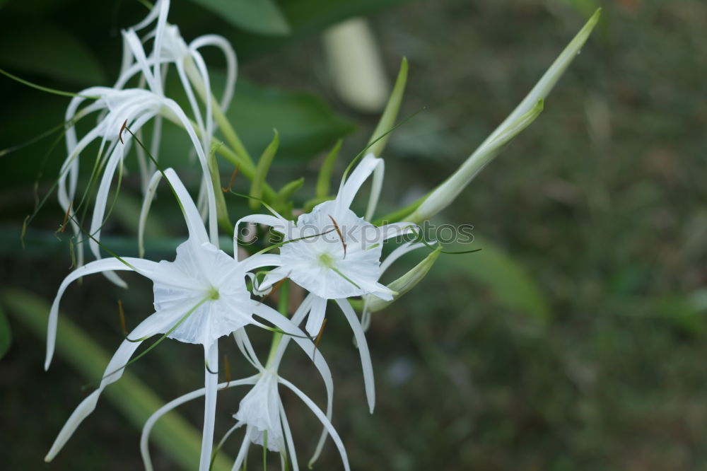 Similar – Passiflora caerulea-racemosa