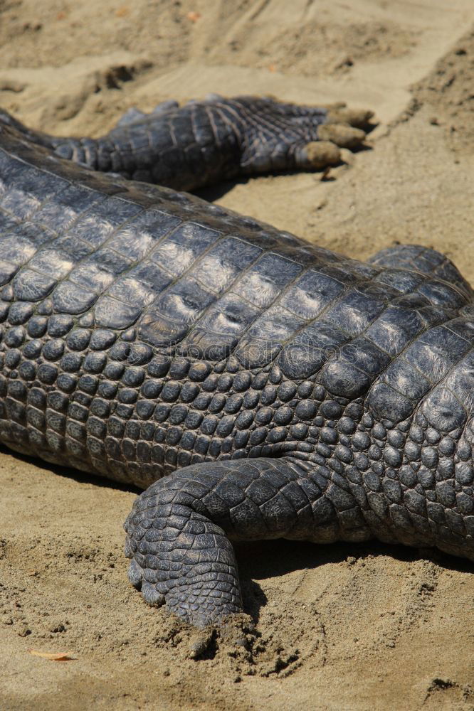 Similar – dragon hand Iguana Lizards