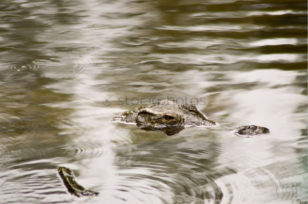 Similar – Image, Stock Photo garden reptile Nature