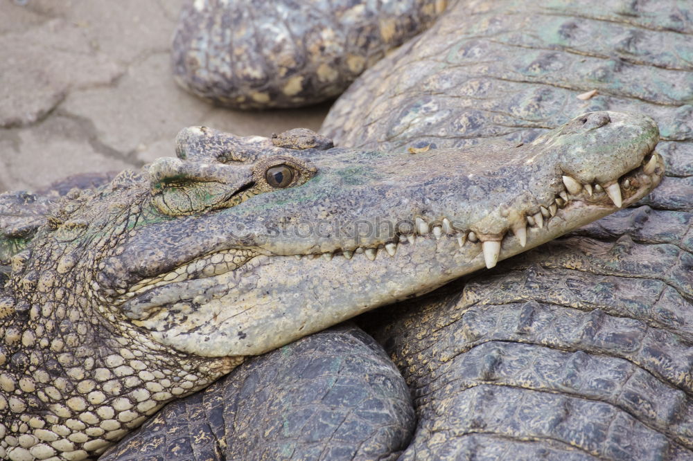 Similar – crocodile salad Crocodile