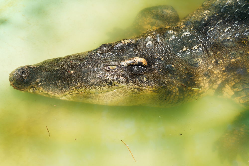 Similar – Image, Stock Photo spring fever Animal Frog