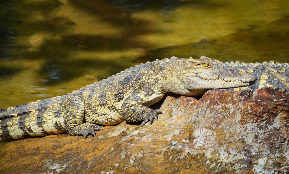 Similar – Foto Bild Drachen Echsen Tier