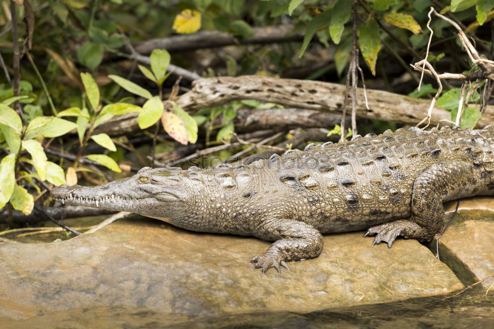 Similar – Image, Stock Photo wall lizard on a trunk 1